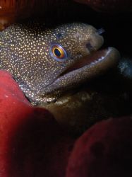 Goldentail EEL by Lora Tucker 